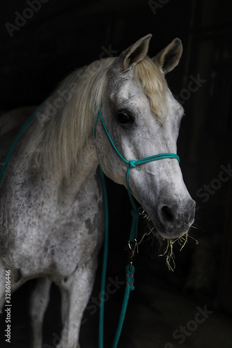 Portrait of a horse with black background