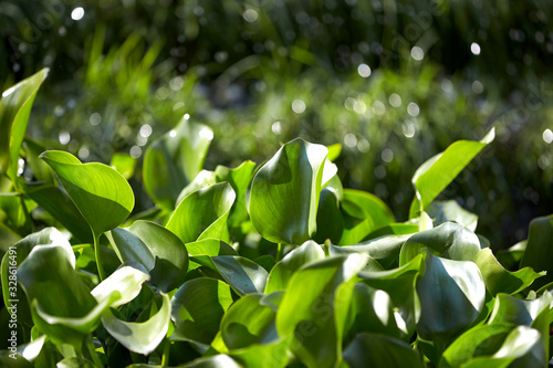 Water hyacinth on the pond.