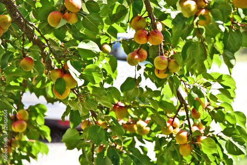 Prunus armeniaca tree or  apricot  at  Wachau Krems Austria. photo