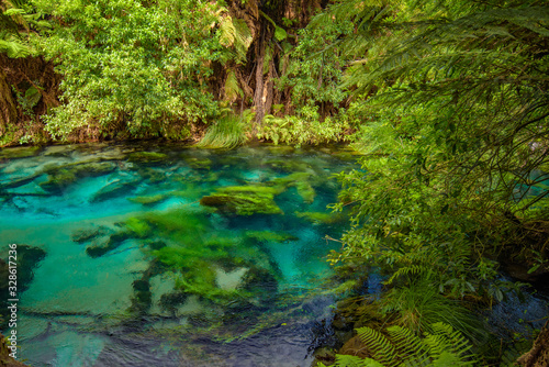 Blue Spring  the river with the purest water in New Zealand  Te Waihou Walkway  Hamilton  Waikato