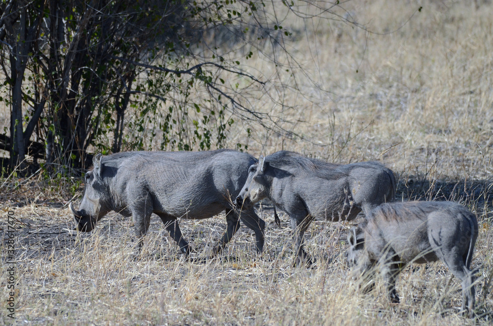 Fototapeta premium A family of warthogs in a nature reserve in Zululand, South Africa 