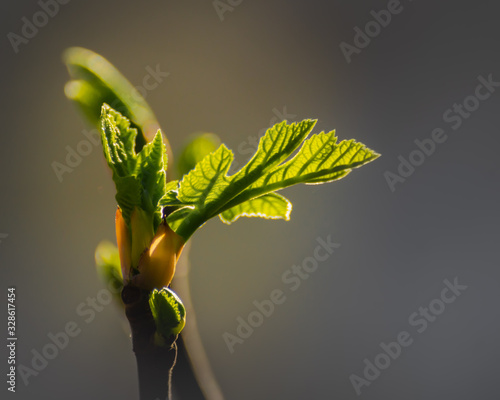 Blooming fig leaves