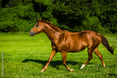 Chestnut mare in action