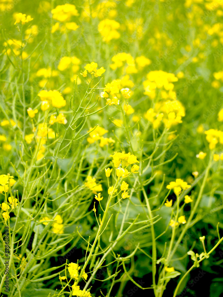 Obraz premium 春の浜離宮恩賜庭園で咲く菜の花