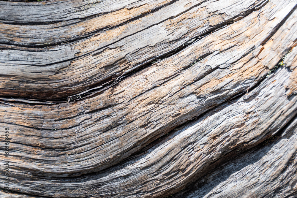 Fototapeta premium texture of old dry tree trunk