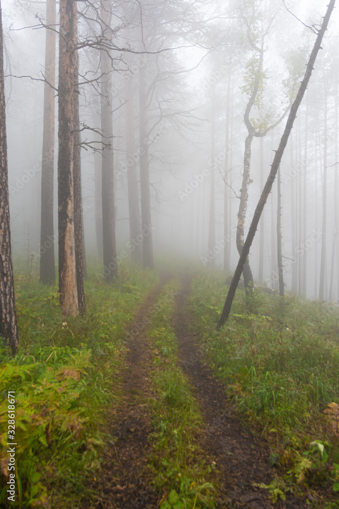 Naklejka premium thick misterious fog in forest, mystical dirt road in haze, smoke from fire forest