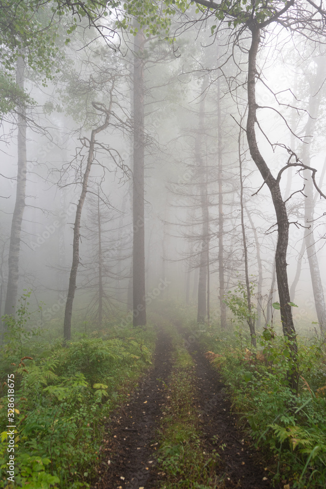 early morning in summer forest, dirt road in mystical fog, haze in branches of trees