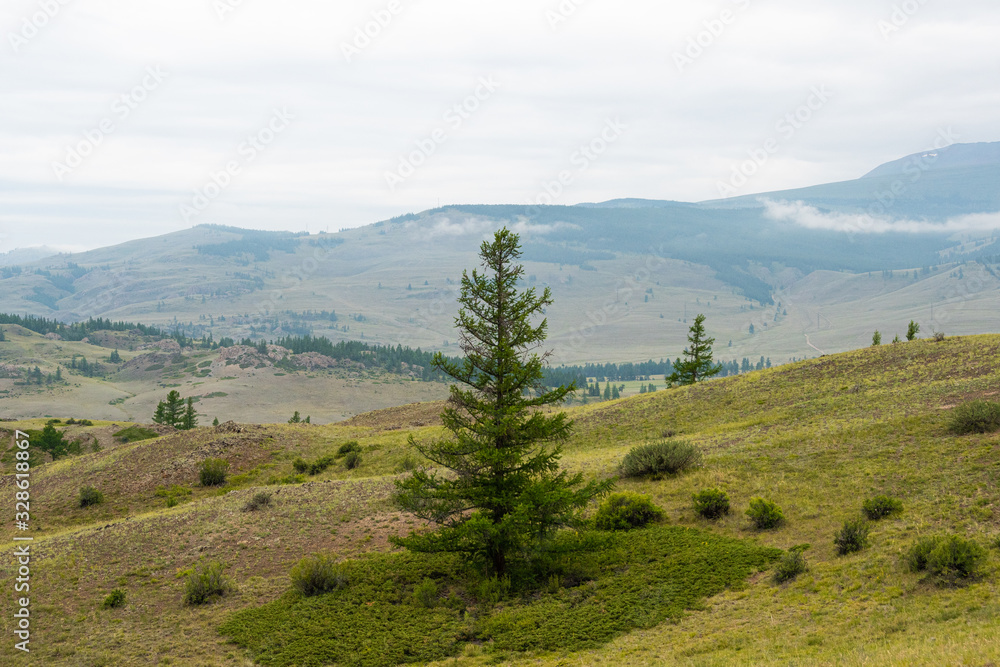 Lonely coniferous tree in mountains, fortitude. Courage, power of nature in achieving goals