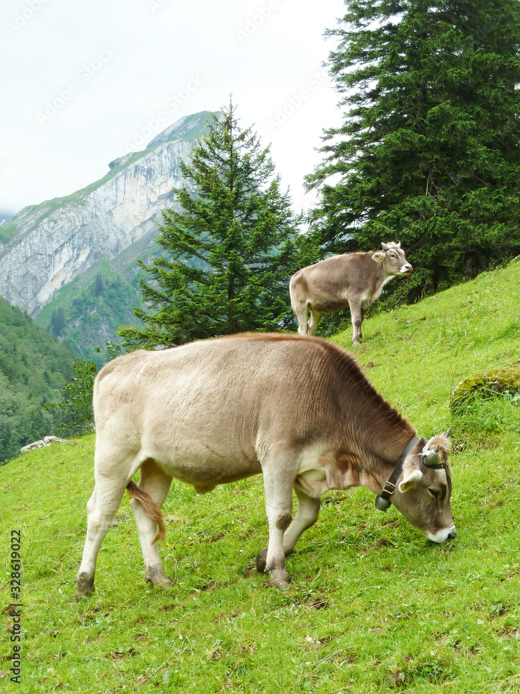 Appenzell, Swiss - 18 June 2011: Swiss cows grazing in the Alps during the summer Appenzell, Swiss - 18 June 2011: Swiss cows grazing in the Alps during the summer