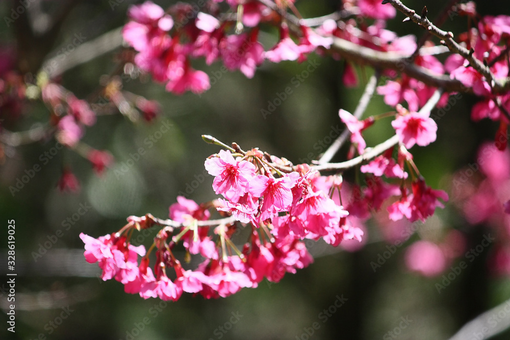closed up Wild Himalayan Cherry flower on blurred background closed up Wild Himalayan Cherry flower on blurred background