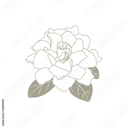 Gardenia jasminoides or Cape jasmine flower outline isolated on white background. tropical fragrant plant Gardenia in hand drawn style for icon, logo, card, symbol design. 