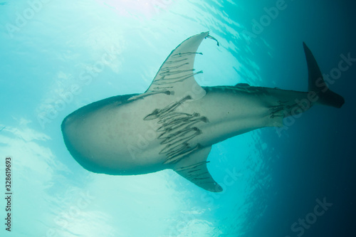Whale Shark underwater and remora fish 