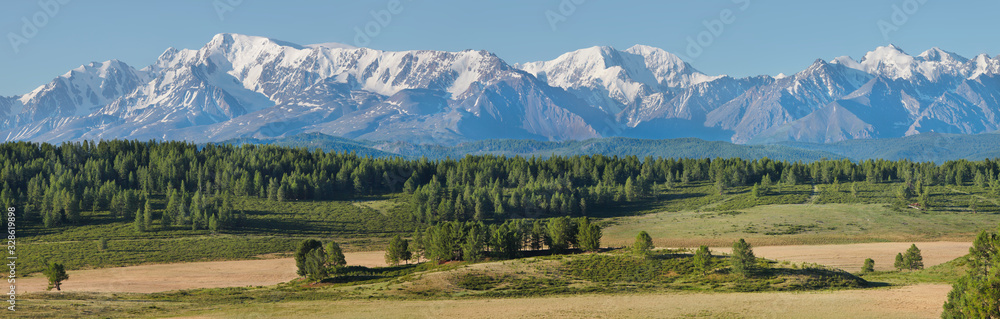 Summer in the Altai Mountains, large panorama. Forest and snow-capped peaks, sunny summer morning.