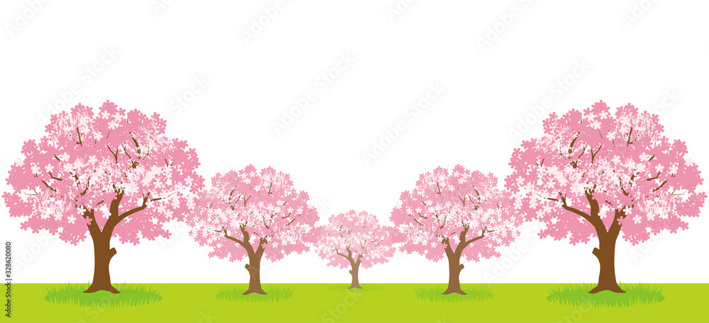 桜の木の木立 - 無人　白背景