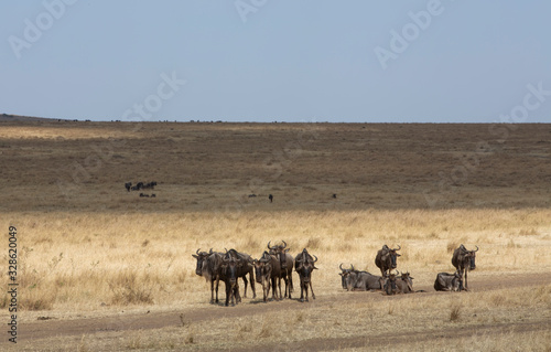Wildebeest gathered at masai mara during Migration months ,Kenya,Africa