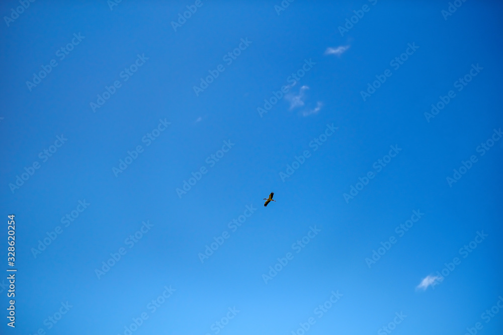 Selective focus Birds flying in the sky In order to return to his own nest Selective focus Birds flying in the sky In order to return to his own nest