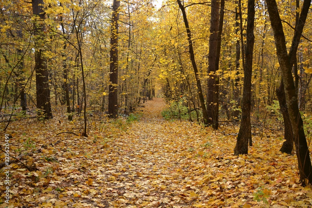 The enchanting beauty of autumn forest on a cloudy day The enchanting beauty of autumn forest on a cloudy day
