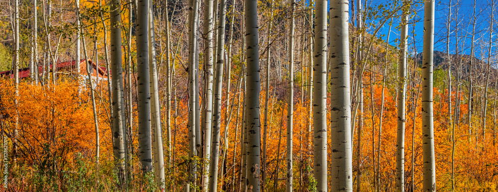 Row of Aspen trees panoramic view in marble Colorado