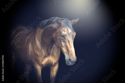 Beautiful Horse Portrait with Black Background