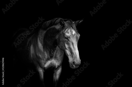Beautiful Horse Portrait with Black Background © diana