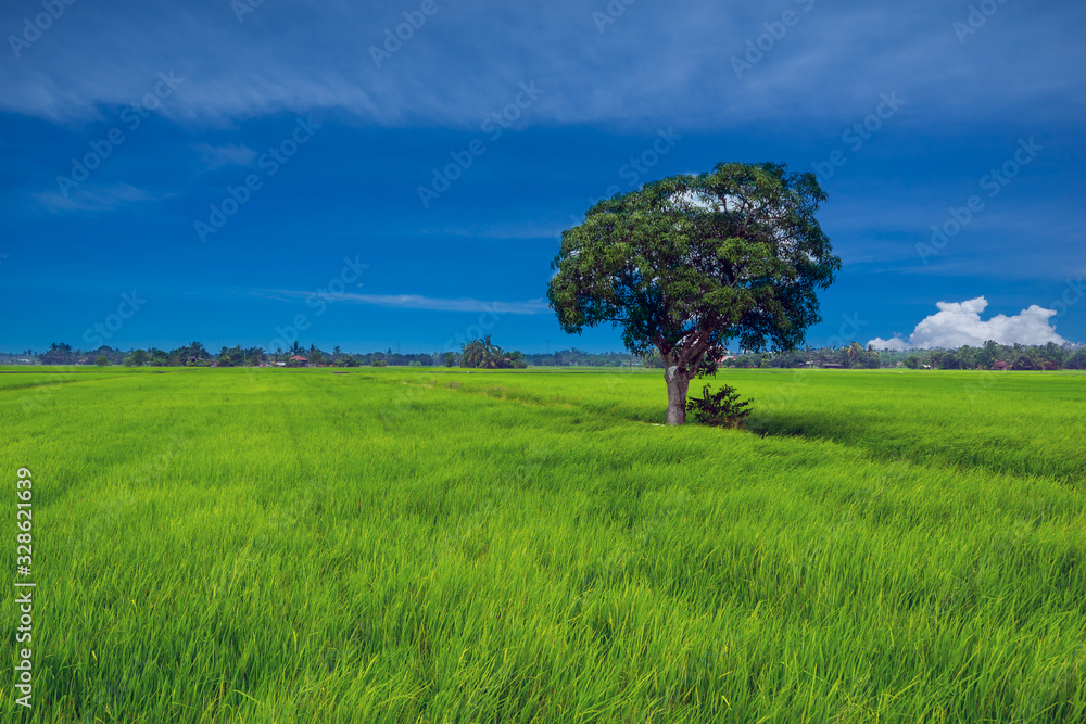 View of tree over paddy fields at rural area of Sabak Bernam, Malaysia.