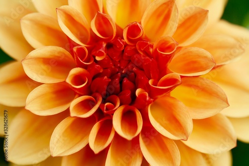 A close up photo of a soft orange David Howard dahlia flower.