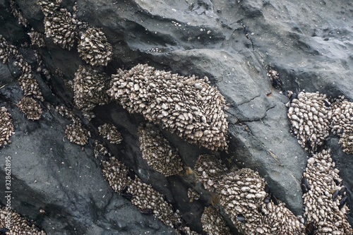  Barnacles on Rocks at Depo Bay on the Oregon coast