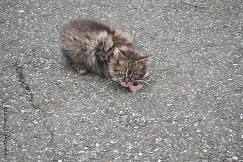  Cat with a snack photo