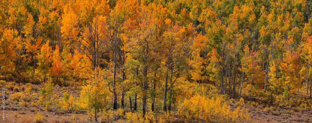 Panoramic view of bright autumn trees in San juan mountains.