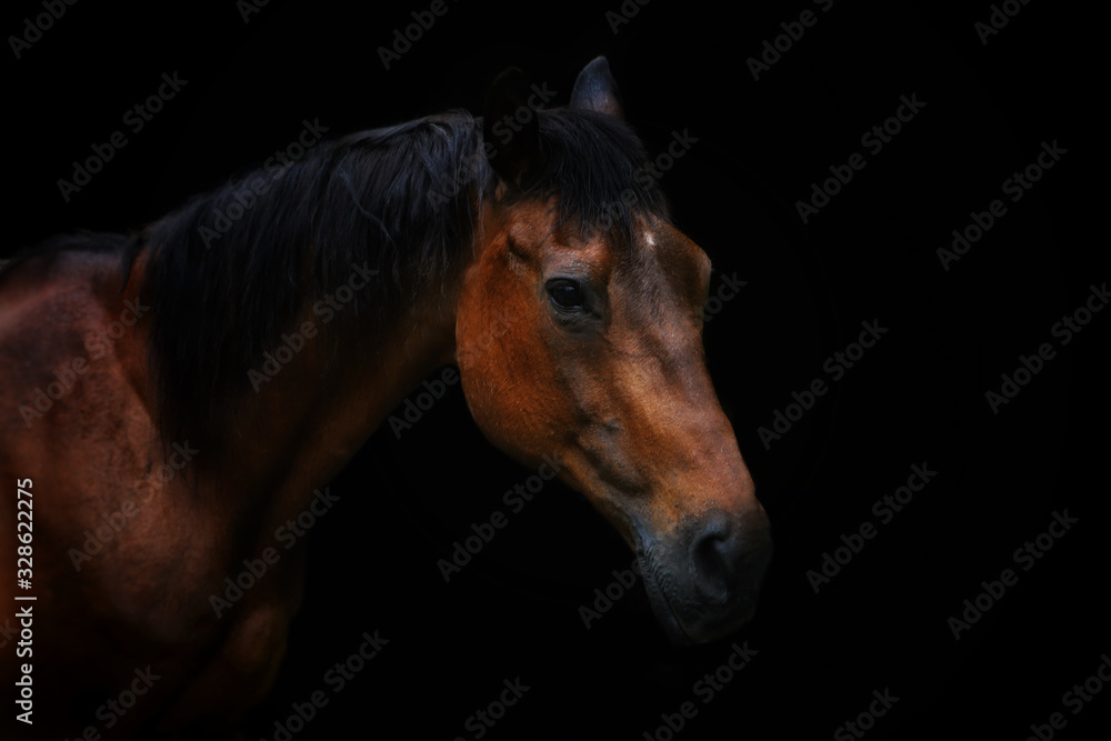 Obraz Portrait of senior horse with black background