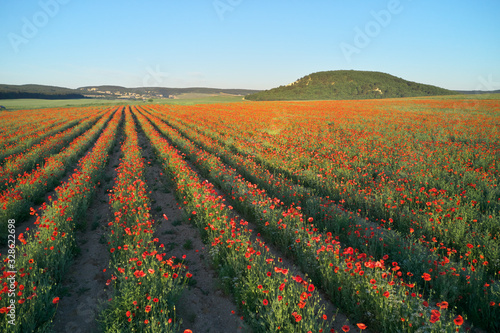 Rows of poppies flowers at sunset.