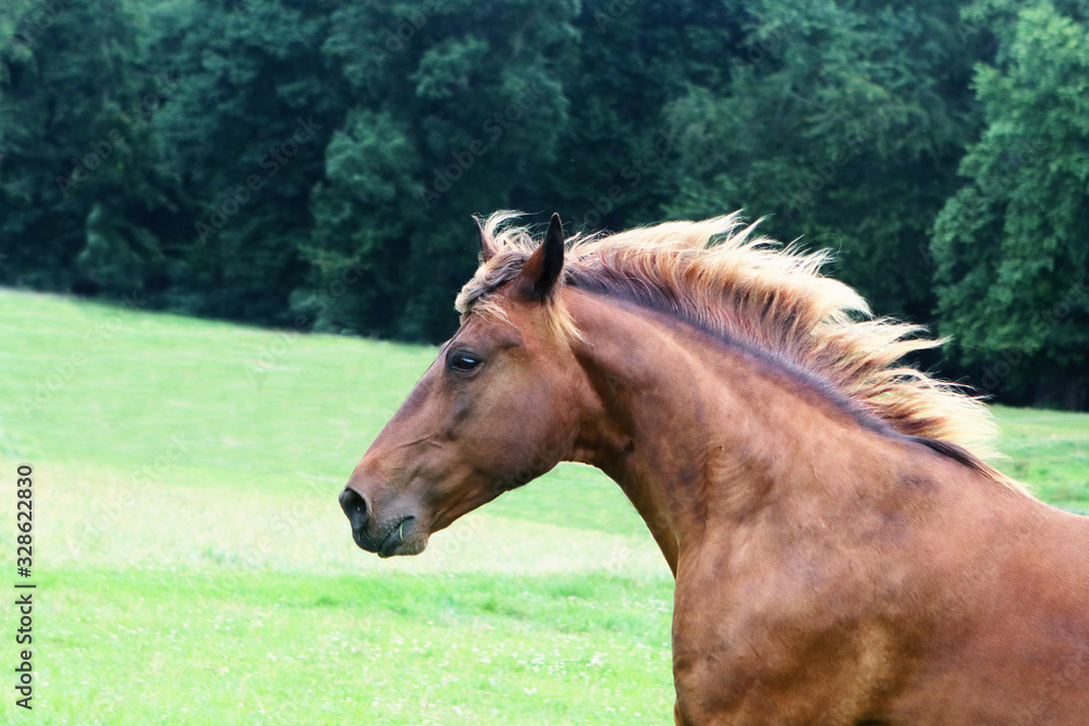 Obraz premium Beautiful Rocky Mountain Horse in motion 