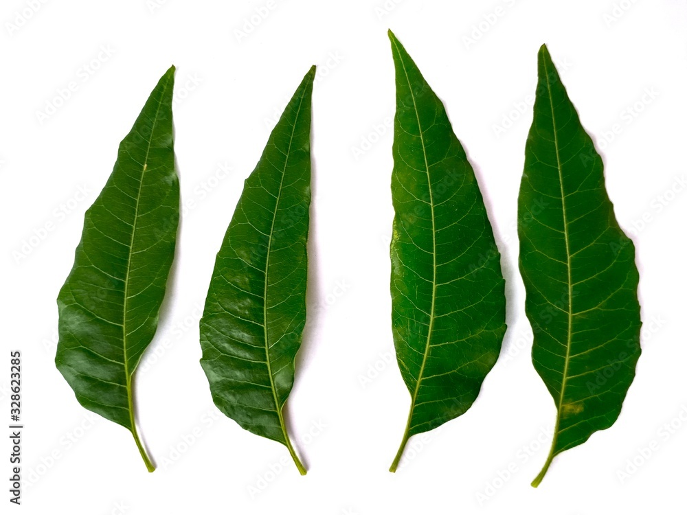 Obraz premium Neem leaf isolated on white background