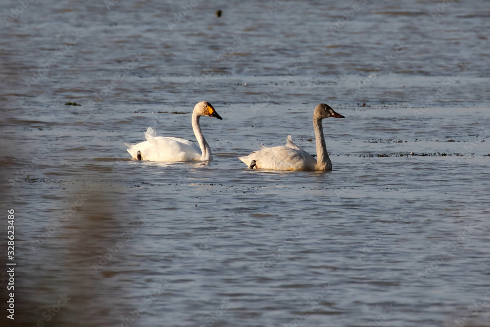 Flying swans winter in China's inner lakes Flying swans winter in China's inner lakes