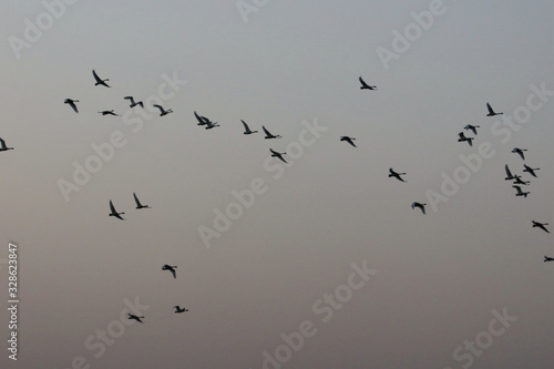 Flying swans winter in China's inner lakes