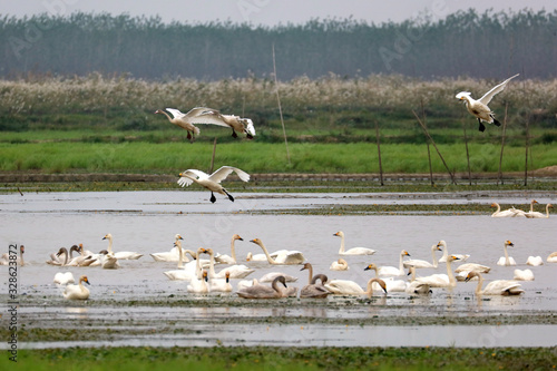 Flying swans winter in China's inner lakes