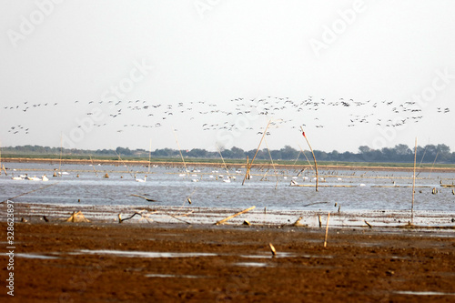 Flying swans winter in China's inner lakes