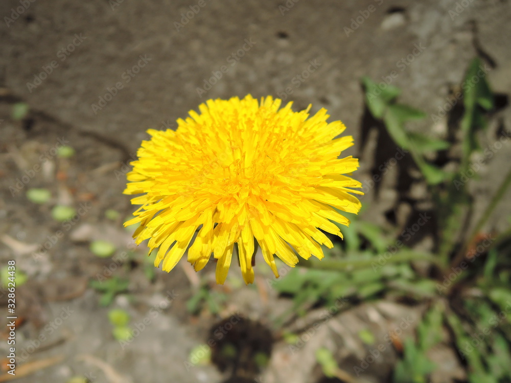 Macro Photo of a dandelion plant. Dandelion plant with a fluffy yellow bud. Yellow dandelion flower growing in the ground. Dandelion with plant Lamium purpureum Macro Photo of a dandelion plant. Dandelion plant with a fluffy yellow bud. Yellow dandelion flower growing in the ground. Dandelion with plant Lamium purpureum
