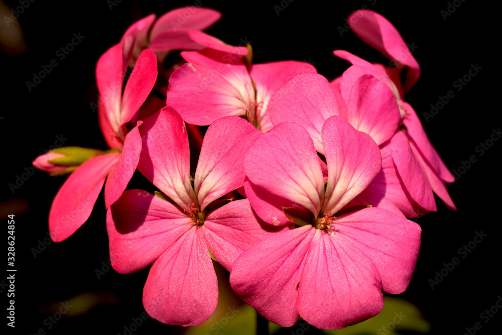 Flores rosas Flores rosas