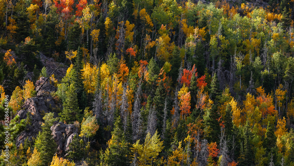 Vivid color trees  on the hill in Rocky mountain national park