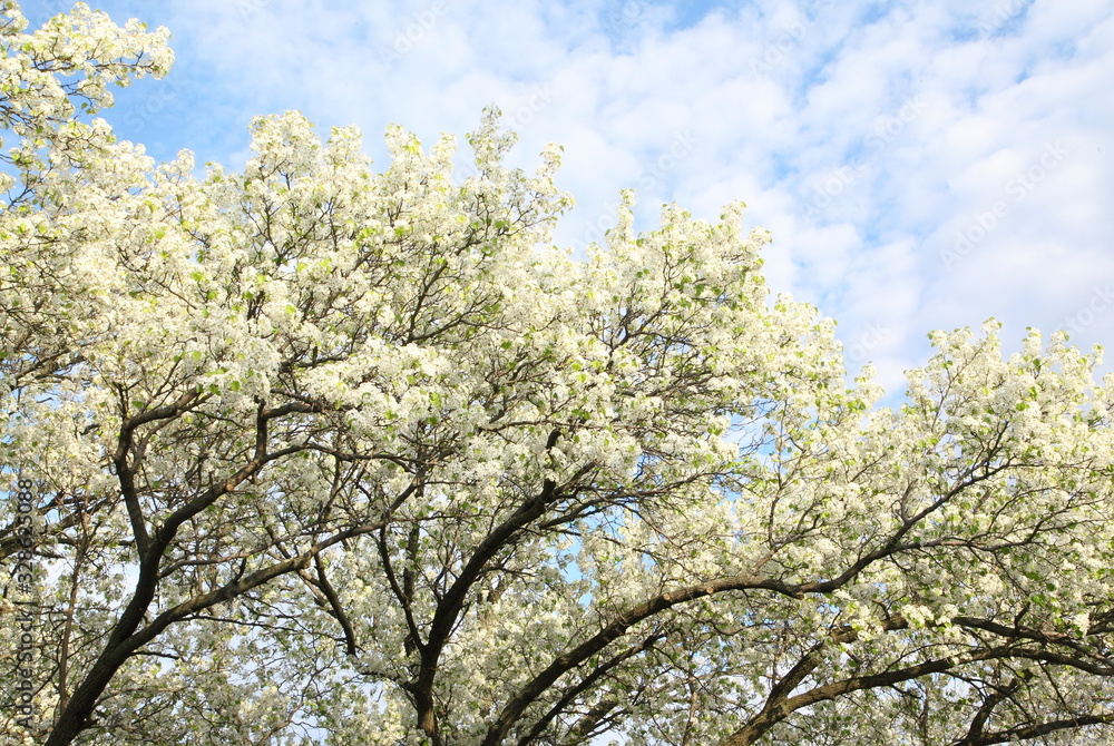 Apple tree in spring time - background Apple tree in spring time - background