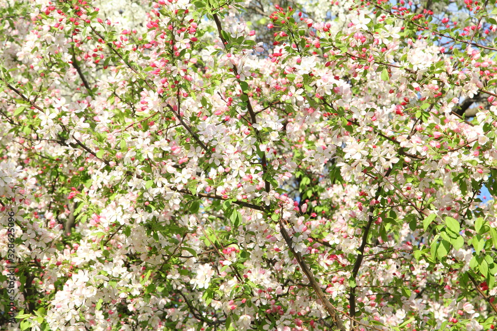 Fototapeta premium Apple tree in spring time - background