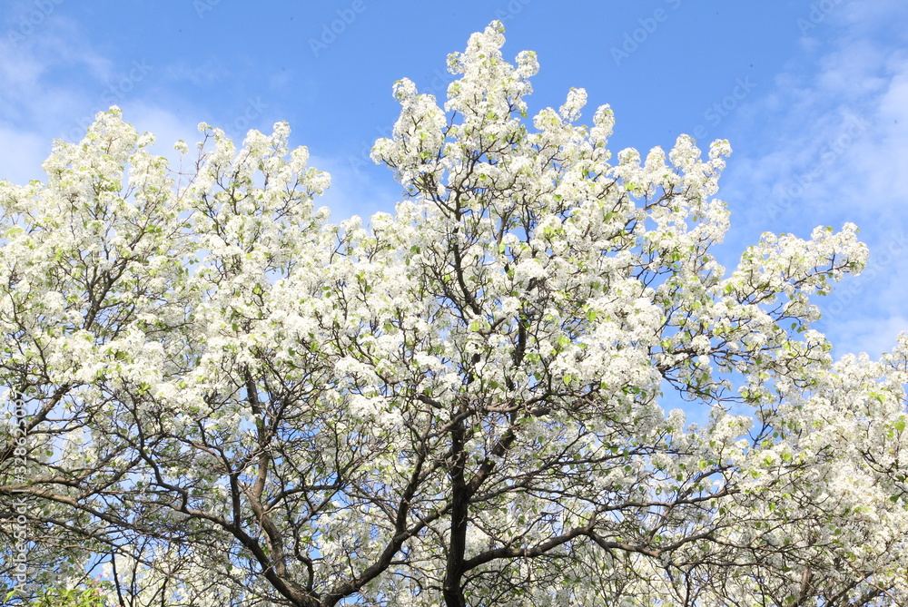 Apple tree in spring time - background