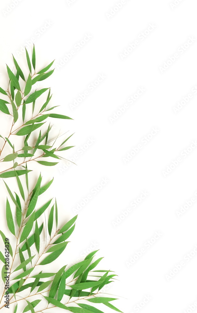 Obraz premium green eucalyptus leaves, branches frame isolated on a white background. flat lay, top view. poster