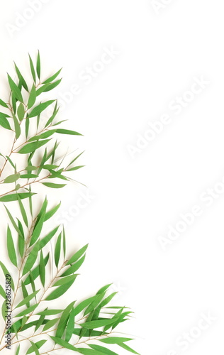 green eucalyptus leaves  branches frame  isolated on a white background. flat lay  top view. poster