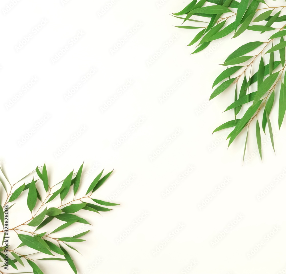 Obraz premium green eucalyptus leaves, branches frame isolated on a white background. flat lay, top view. 