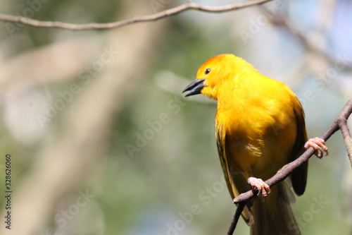 yellow bird © Tanya
