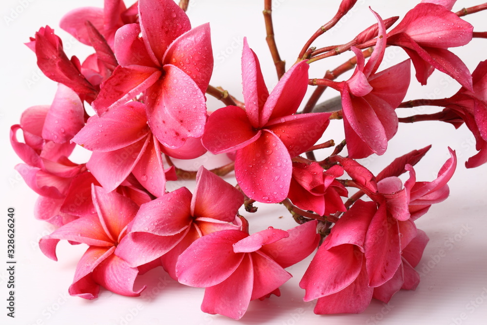 Red Frangipani flower isolated on white background Red Frangipani flower isolated on white background