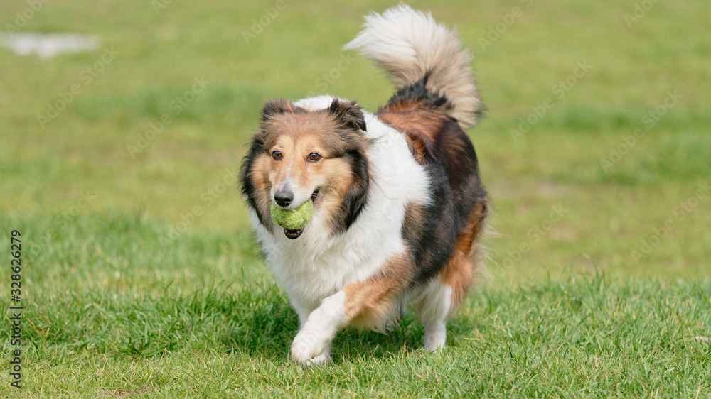 Running Shetland sheepdog with tennis ball in mouth on sunny green grass field, happy dog playing retrieve game Running Shetland sheepdog with tennis ball in mouth on sunny green grass field, happy dog playing retrieve game