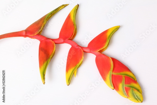 Tropical heliconia flower (Heliconia stricta), isolated on a white background